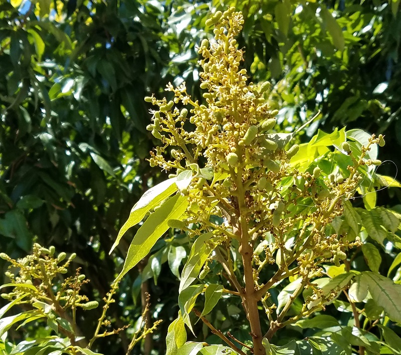 Large Sweetheart Flower Panicle with set fruit